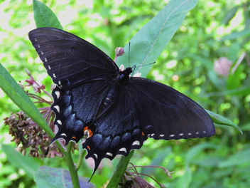 Eastern Tiger Swallowtail - female